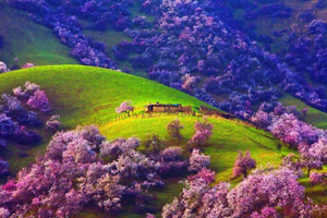 【绝色新疆·越野寻花 9日】2-4人团 穿越大海道 入住火星基地 新疆吐尔根 库尔勒梨花 大西沟杏花 赛里木湖