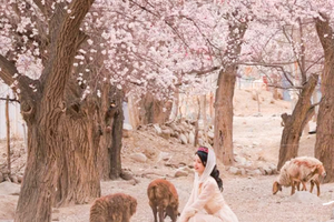 【绝色新疆·南疆塔莎杏花 7日】木吉火山口 塔莎古道 莎车古城 班迪尔湖 盘龙古道 喀什 大同乡 塔尔乡杏花游