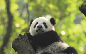 【大美四川】网红成都  2-8人VIP自由行 · 峨眉山+乐山大佛+三星堆+都江堰+熊猫基地+武侯祠5日游