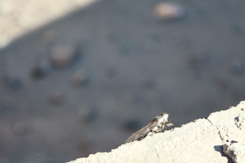 -8tXf4HKgI1QXZufOUaU06Yad00xKgRTn3M6LxxUPKw5QphJzjPG73Dh_Y6Dxg6m