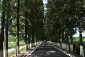 环三湖自驾最美水杉公路
