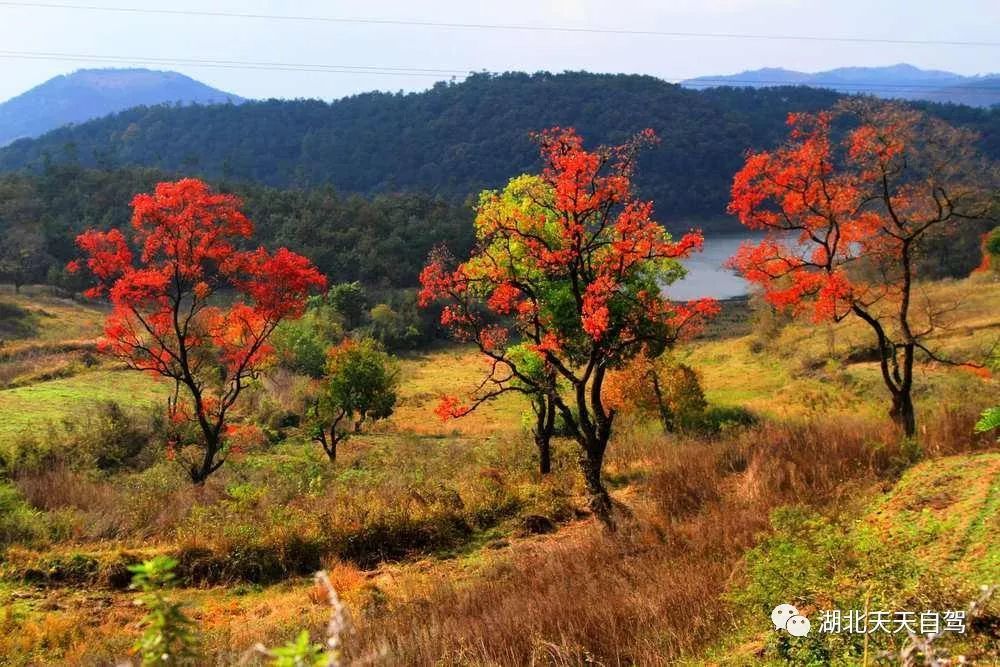 大悟 湖北秋天最"红"的地方