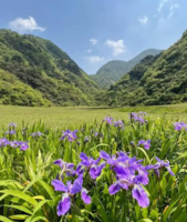 16号：绵阳阿勒泰-空中草甸--云锣山徒步一日游