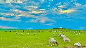 一路向北・驰骋北国｜呼伦贝尔大草原、大兴安岭、漠河11天全景环线之旅