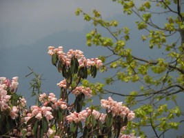 高山杜鹃|神瀑沟】高山杜鹃景色封神，穿越森林峡谷，打卡领奖牌