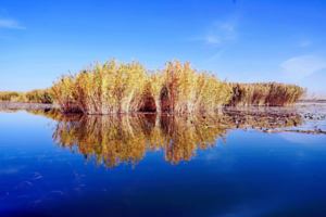 1日｜野鸭湖｜冰上美