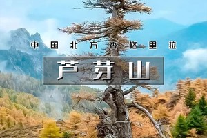 五一3天｜ 芦芽山｜北方香格里拉の芦芽山-马伦草原-悬空村-悬空栈道-应县木塔-朔州古城