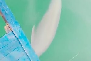 长岛的水  蓝蓝的水