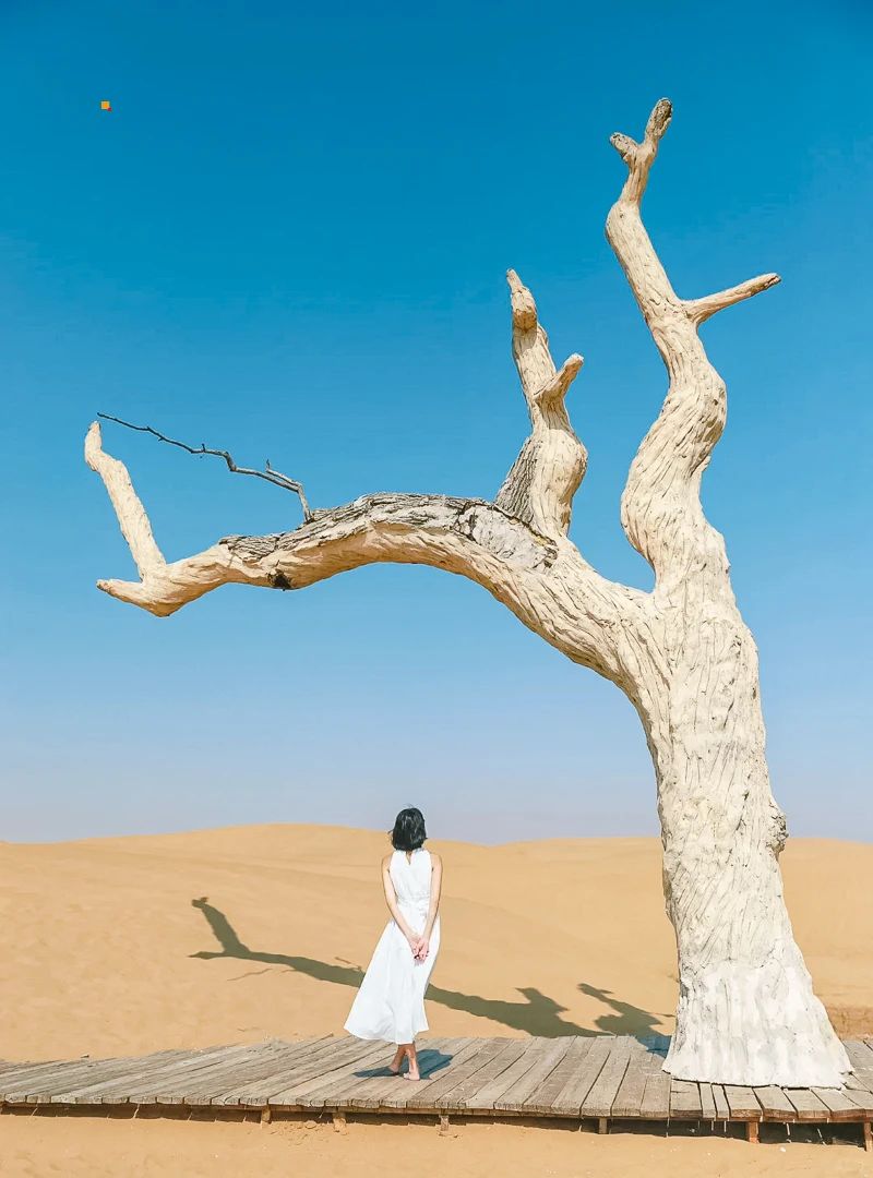 乌海湖的孤独枯树心里种花人生才不会荒芜_6_布谷Gy_来自小红书网页版.jpg