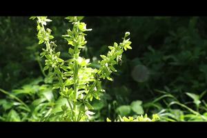 世界定向周第二天