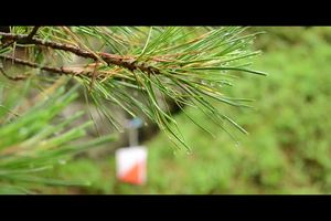 世界定向周第六天