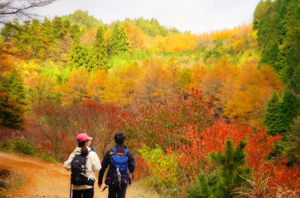 “潮引力·轻越野”—宁波四明山十字裤经典赏秋路线