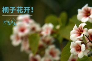 2023天府龙泉山之桐子花开