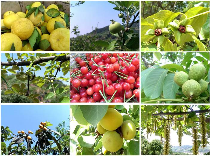 五凤溪水果拼图 1000pix