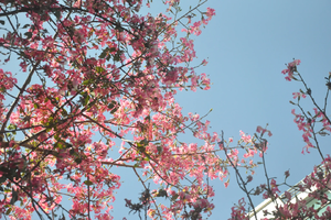 周三出发！【松山湖异木棉】行摄东莞松山湖异木棉，打卡东莞“小天池”&华为欧洲小镇，超ins秒出大片