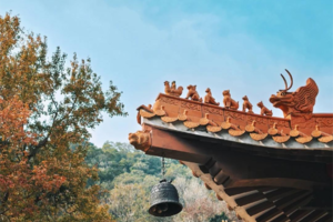 每周六出发【圭枫山+落羽杉+牛肉火锅】感受“新疆”的胡杨林，邂逅江门圭峰山枫叶林，吃滋补牛肉火锅宴！