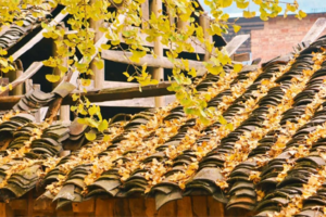 每周五晚出发【恭城+海洋乡】大小桐木湾赏银杏，红岩村探秘万亩柿林，行摄黄姚古镇，2天2夜