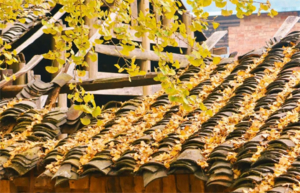 每周五晚出发【恭城+海洋乡】大小桐木湾赏银杏，红岩村探秘万亩柿林，行摄黄姚古镇，2天2夜