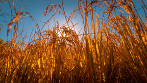 每周日出发【秋染穗北】美疯了！秋日大片，美拍万亩稻田+千余种三角梅+复古风情小镇，广袤风光，缤纷色彩，多元主题