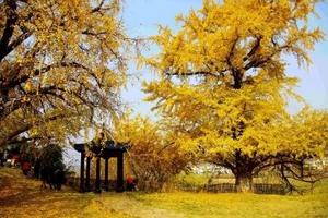 【周四】11.8日随州千年银杏谷会员特价148！