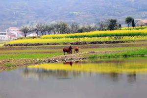 【休闲赏花】3月23日：“小婺源“大冶沼山村徒步赏花，小桥流水百年古村～