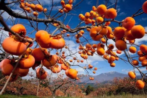 【户外采摘】10月20日： 罗田打柿子+品吊锅+探千年古塔1日游