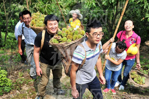 【中秋-1日休闲采摘】9.15/16/1三期：罗田打板栗+千年古冰臼+ 品尝地道吊锅菜（包餐和打板栗）