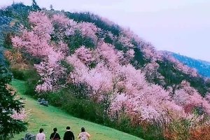 【赏樱花】3月17日：赤壁葛仙山 踏青徒步赏樱花1日游