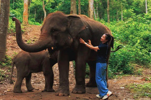 【西双版纳】丨穿越热带雨林 走进非遗茶山 遇见民族文化 探秘生物多样性 6日行程