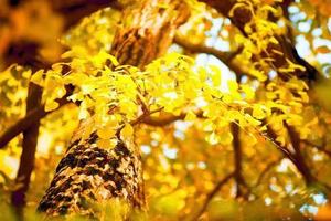 【周日赏银杏】11月16日： 赏银杏 访古村 黄叶飘零遍地金 休闲摄影1日游