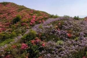 【周日-行摄】4月14日： 麻城吊桥沟徒步+赏万亩高山杜鹃/紫藤花