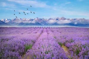 【全景西域】赛里木湖-夏特大峡谷-乌尔禾魔鬼城-薰衣草-喀拉峻-琼库什台-巴音布鲁克-吐鲁番-库木塔格沙漠10日游！