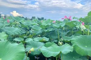 【划艇·采莲·水果采摘】中秋·亲子营 学习划艇技能，体验丰收的乐趣