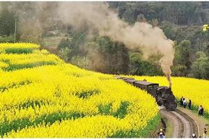 【云上花开】牛背山/嘉阳油菜花/柳江古镇/乐山大佛5日游 2-8人小团