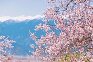 【喀什杏花】3月15-20日：春日限定2-6人精品小团5天6晚