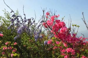 【春日登山赏花】4月16日 ：卜钟山之巅  邂逅十里杜鹃花海