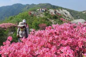 【周六徒步赏花】4月20号：孝感龙传寨穿越+高山野杜鹃花海 1日行摄