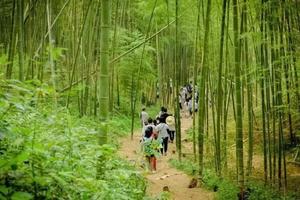 【亲子活动】5月14日：沧海化石，君子如竹——咸宁星星竹海单日游学活动