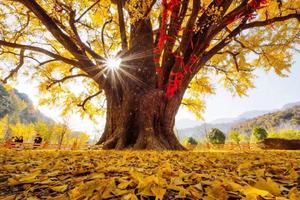 【休闲摄影】11月24日：摄影领队带队：小悟乡 赏银杏 访古村 黄叶飘零遍地金 1日游