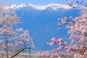 【川藏桃花节】此生必驾318升级2+1保姆车11日