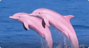 成团了，4.4-6【钦州寻海豚3天】阳春春湾石林+龙宫、钦州观海豚 钦州老街 湛江火山岛-硇洲岛。报名付定金