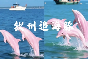 成团了，9.25-27【钦州寻海豚3天】阳春春湾石林+龙宫、钦州观海豚 钦州老街 湛江火山岛-硇洲岛。报名付定金