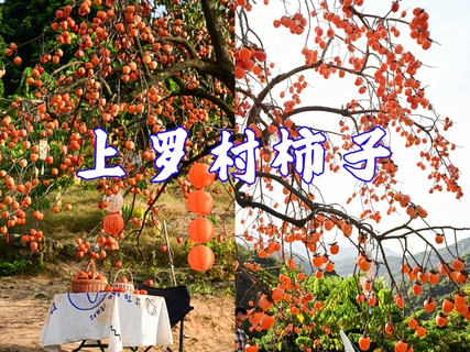 成团，10.25 周日【乡村秋色】上罗千亩柿子海+艾米稻香小镇+罗洞工匠小镇