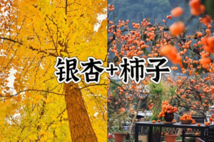 成团>周五早上出发【海洋乡+恭城柿子】恭城万亩柿子林，桂林海洋乡银杏，阳朔西街，报名付定金