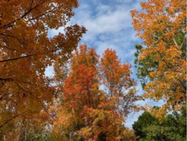 12.21周日【香港大棠枫香林】麦理浩径10段、港版千岛湖徒步