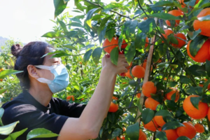 差7人，12.11周四【马鞍山+摘沃柑】博罗生态果园摘沃柑，马鞍山铁索攀岩、穿越瘦身一线天。