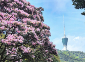 3.26周四，12:00集合【梧桐山杜鹃花】小梧桐电视塔，杜鹃谷。