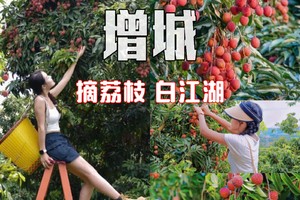 买一送一丨看要求，6.14周日【增城摘荔枝】转发后55元起，赏莲塘荷塘美景，玩转广东小九寨白江湖森林公园