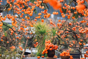 差6人成团>10.30周四【桂峰山柿子】行摄桂峰村田园风光，摘柿子，登顶桂峰山。