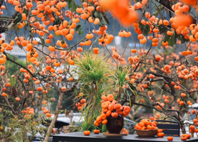 成团>10.30周四【桂峰山柿子】行摄桂峰村田园风光，摘柿子，登顶桂峰山。